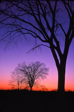 Elms at twilight